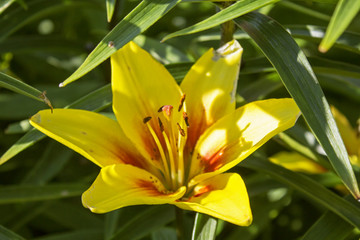 One big beautiful yellow garden faded lily