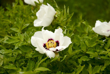 white flower in the garden