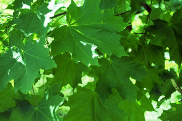 Fototapeta na wymiar Garden maple branches pattern on hot july sun