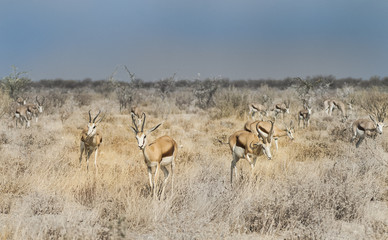 Fototapeta na wymiar Springbok heard in dramatic landscape