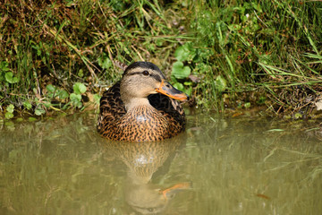 Anas platyrhynchos, wild ducks floating on the pond.