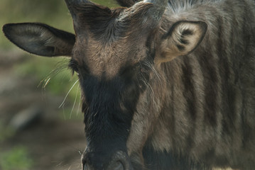 Wildebeest calf close up