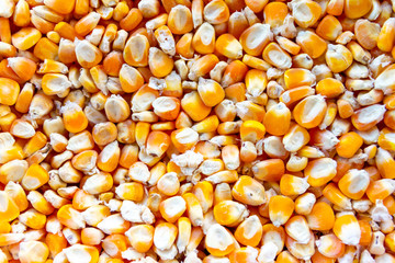 close up of corn seeds