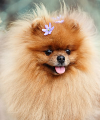 Pomeranian dog outdoor.Portrait of beautiful pomeranian dog. Dog print