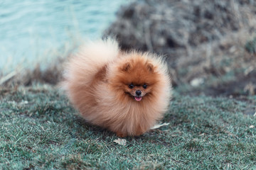 Pomeranian dog outdoor.Portrait of beautiful pomeranian dog. Dog print