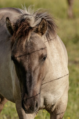 Obraz premium beautiful wild horses graze in grasslands