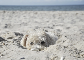 white miniature schnauzer lying on sand near  the sea