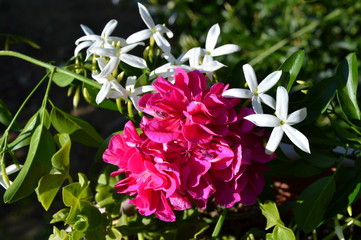 Close-up of Pink Pelargonium with Jasmine Flowers, Geraniums, Storksbills, Macro