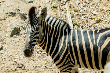 Fototapeta na wymiar Zebra in the zoo with brown ground