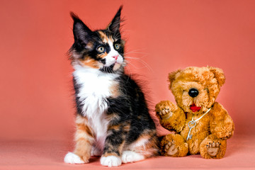 Obraz premium Pretty maine coon kitten and bear toy on pink background.