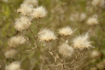 dandelion on green background