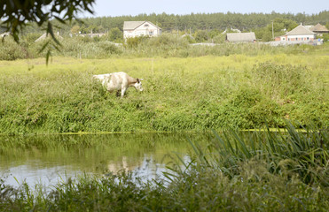 Fototapeta premium Cow in a field