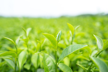 Green tea leaves in a tea plantation in morning