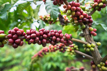 Coffee beans on tree