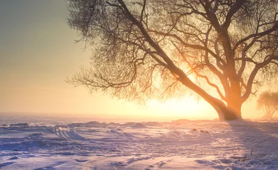 Crédence de cuisine en verre imprimé Hiver Winter landscape with bright warm sunlight. Christmas background of nature on sunset with vibrant sun. Amazing foggy winter scene. Scenery winter nature. Beautiful view on tree with clear sunny sky