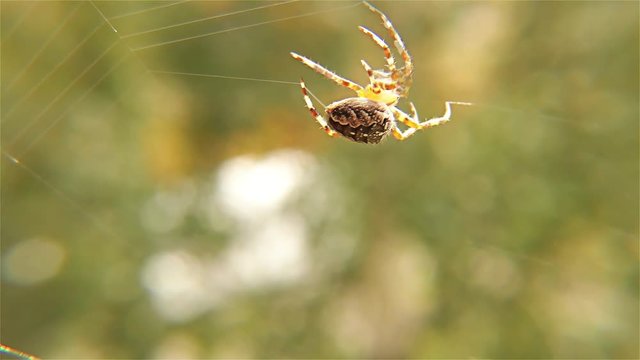 Spider Working on Her Web – Spider With Spider Web - European Garden Spider, Close up, Detail