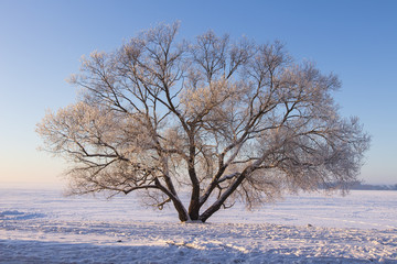 Winter landscape of large tree on snow on clear sunny morning with blue sky. Beautiful nature in december. Christmas background Warm sunlight shining on tree with hoarfrost on branches. frosty winter.