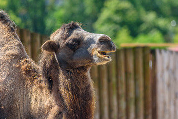 portrait of a camel at the zoo