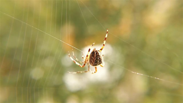 Spider Working on Her Web – Spider With Spider Web - European Garden Spider, Close up, Detail