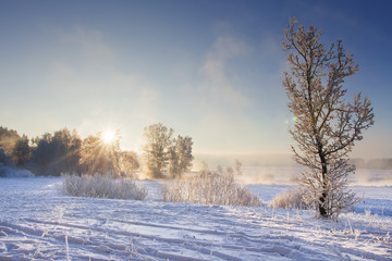 Winter landscape at sunrise in clear morning. Hoarfrost on trees and plants. Calm sunny day in frost winter. Bright sunrays through tree. Foggy and frosty nature. Vivid sun and blue sky. Christmas.