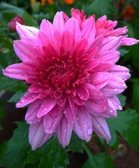Obraz premium Pink Chrysanthemum