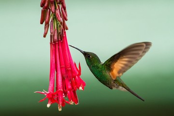 Band-tailed Barbthroat hovering next to red flower in garden, bird from mountain tropical forest, Savegre, Costa Rica, natural habitat, garden beautiful green hummingbird with brown wings © Ji