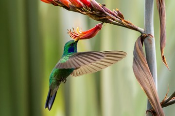 Green violet-ear hovering next to red and yellow flower, bird in flight, mountain tropical forest, Mexico, garden, beautiful hummingbird sucking nectar, green and blue bird © Ji