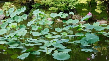 Lotus, Lotusblumen in Asien, Japan