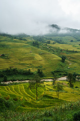 Terraced rice field landscape in harvesting season with low clouds in Y Ty, Bat Xat district, Lao Cai, north Vietnam