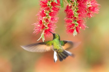 Band-tailed Barbthroat hovering next to red flower, bird in flight, mountain tropical forest, Costa Rica, natural habitat, beautiful hummingbird sucking nectar, colouful background