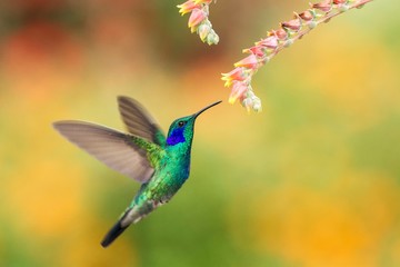 Groene violetear zweven naast rode en gele bloem, vogel tijdens de vlucht, berg tropisch bos, Costa Rica, natuurlijke habitat, mooie kolibrie zuigen nectar, kleurrijke achtergrond