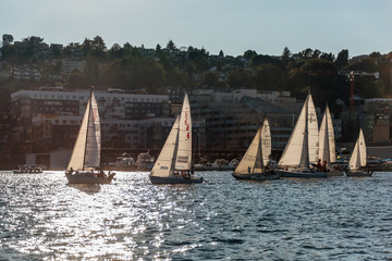 Sailboat Racing on Lake Union