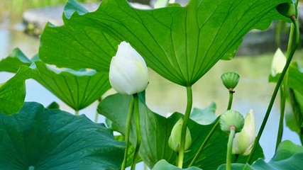 Lotus, Lotusblumen in Asien, Japan