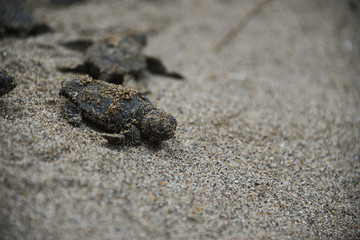 Two baby caretta carettas