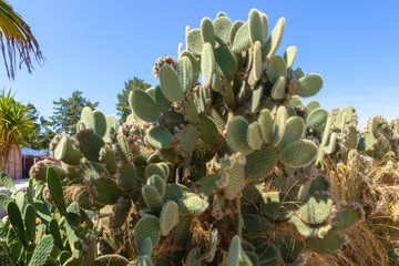 Cactus plant Opuntia