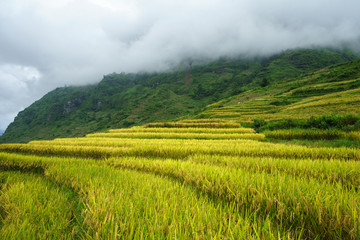 Terraced rice field landscape in harvesting season in Y Ty, Bat Xat district, Lao Cai, north Vietnam