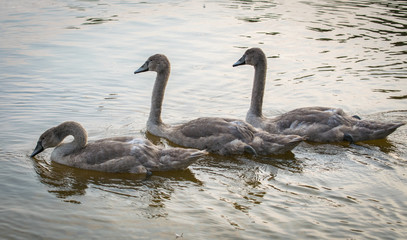 Three Grey Swans swimming on a lake. Three graceful cygnets floating on a water.