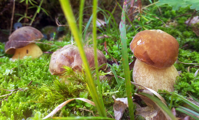 Boletus aereus mushroom