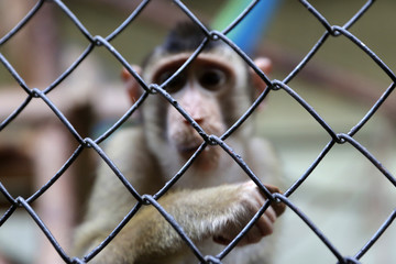 Monkey in captivity