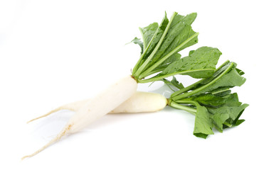 fresh white radish isolated on white background