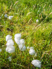 Grasbüschel im Wind in Irland auf der Weide