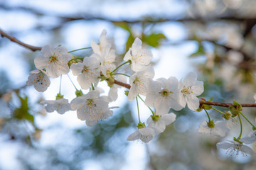 Kirschblüten