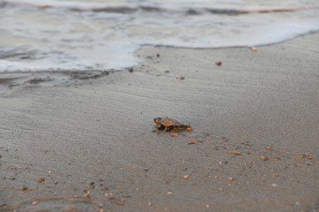 Baby Caretta 