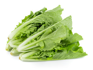 fresh chinese cabbage on a white background