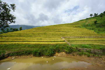 Fototapeta na wymiar Terraced rice field landscape in harvesting season with pond in Y Ty, Bat Xat district, Lao Cai, north Vietnam