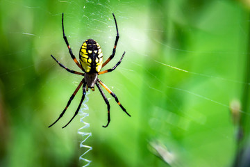 Orb Weaver