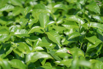 Green tea leaves in a tea plantation.