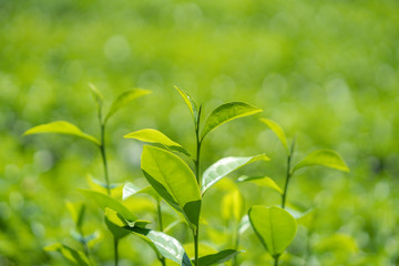 Fototapeta na wymiar Green tea leaves in a tea plantation.