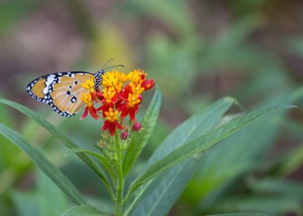 Danaus chrysippus butterfly