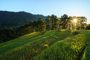 Terraced rice field in harvest season at sunset in Mu Cang Chai, Vietnam.